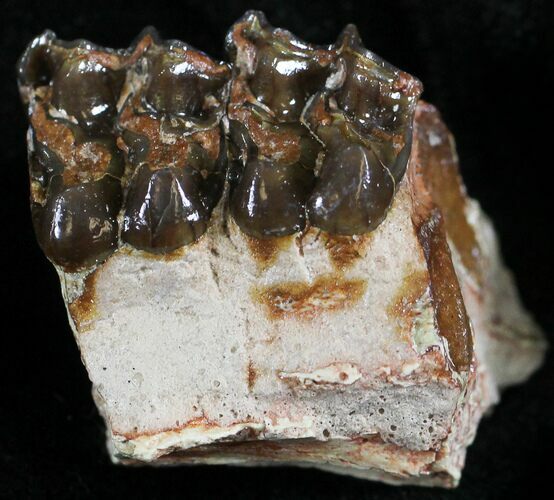 Oligocene Horse (Mesohippus) Jaw Section #25104